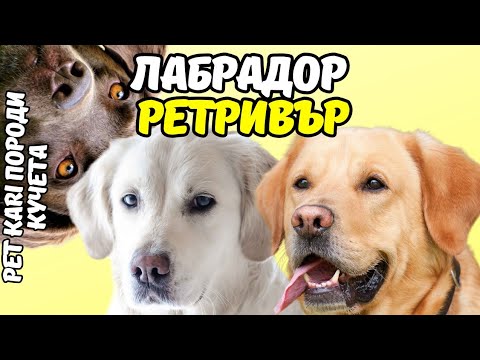 Видео: Лабрадор Ретривър - Интересно и Полезно
