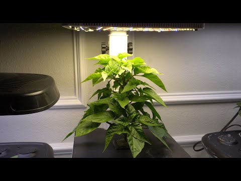 Видео: Как обрезать растения в небольших гидропонных системах или AeroGarden