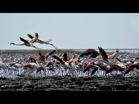 Видео: Ноёб Фламинголар маскани