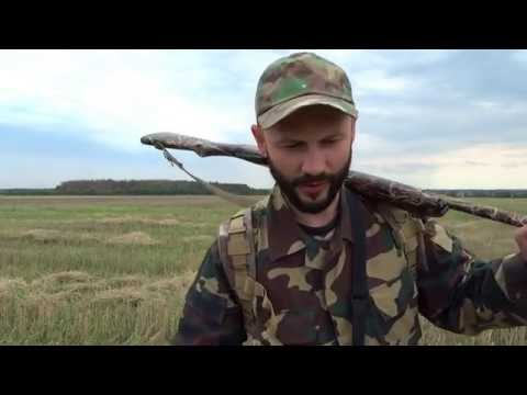 Видео: Охота на дикого голубя вяхиря