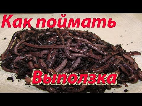 Видео: Выползок.  Как поймать выползка. Где искать выползка