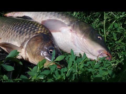 Видео: Ловля Карпа на бюджетную прикормку! Мощный паровоз с точки! Рыбалка в июне !