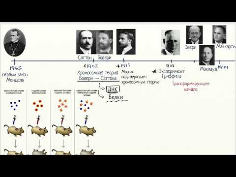 Видео: ДНК как трансформирующее начало (видео 1) | ДНК. Молекулярная генетика | Биология