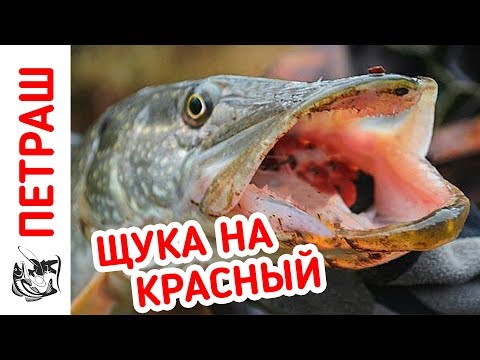 Видео: Ловля ЩУКИ в ноябре РАЗНЫМИ СПОСОБАМИ!