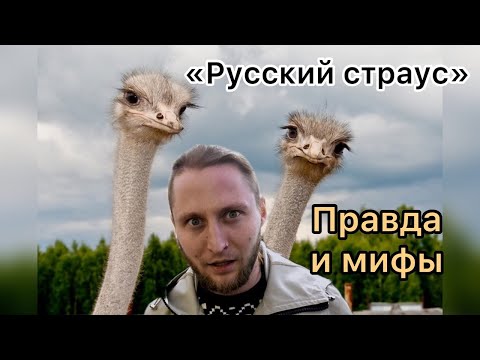 Видео: Русский страус | Обзор страусиной фермы