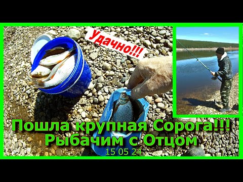 Видео: Пошла крупная сорога!!! Рыбачим с Отцом 15 05 24