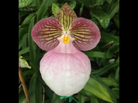 Видео: Пересадка paphiopedilum micranthum var. eburneum