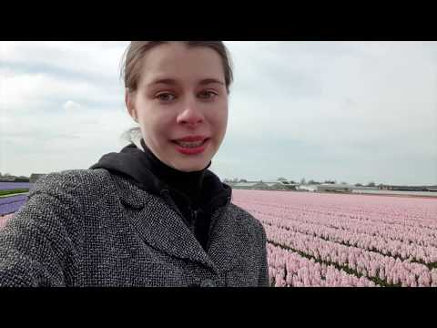 Видео: НЕТ ТЮЛЬПАНОВ!? Поля цветов в Голландии