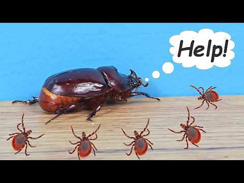 Видео: Жук Носорог родился, но весь в клещах! Спасаю бедного жука!