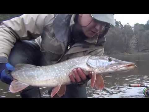 Видео: Ловля щуки нахлыстом ранней весной