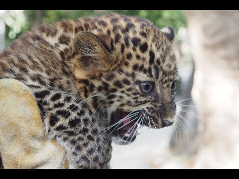 Видео: Бебе леопард Виктория е новата гордост на Зоопарк Варна