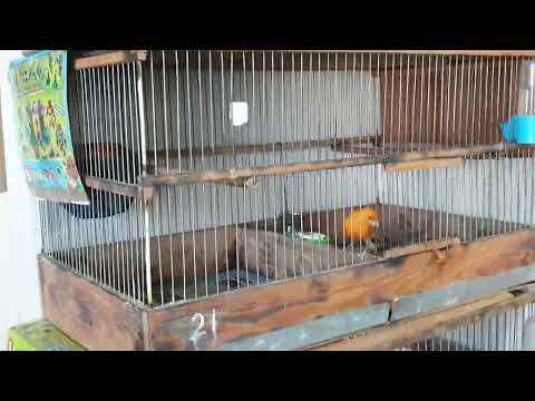 Видео: Канарейки 12 мая 2023 г.