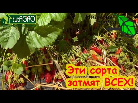 Видео: ЭТИ СОРТА ЗАТМЯТ ВСЕХ! Современные сорта земляники садовой / клубники / земклуники. Обзор 10 сортов.