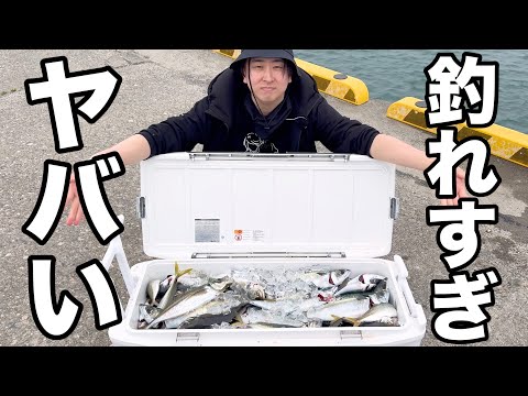 Видео: Гигантские ази и скумбрия! Полный ящик за час!