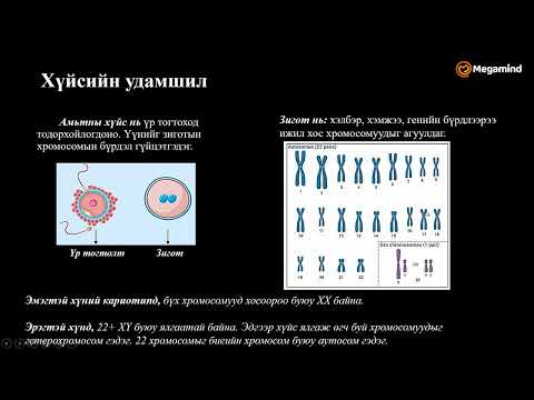 Видео: Биологи №44 Генетик шинжилгээ III