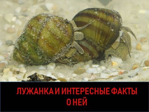 Видео: Лужанка и интересные факты о ней
