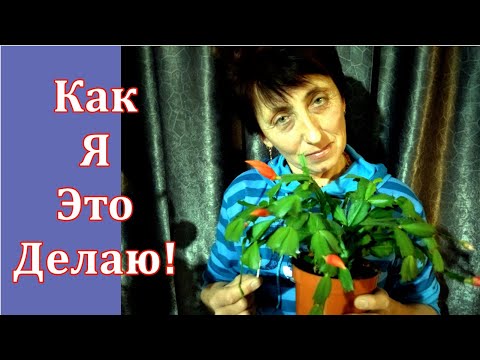 Видео: Как избежать опадания цветочных бутонов у декабриста- (Рождественского кактуса)