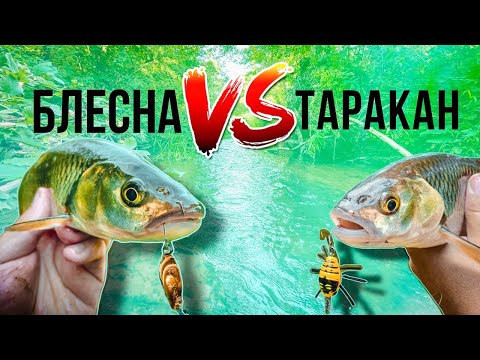 Видео: Блесна VS Таракан. Что эффективнее на микро речке?