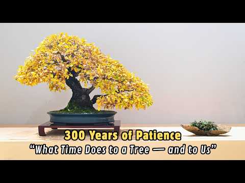 Видео: Чему 300-летний бонсай может научить нас о жизни