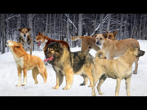 Видео: Вот в кого превращаются Собаки, если их бросить выживать в Дикой Природе.