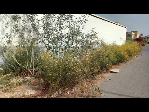 Видео: Сосед очень злится из-за заросшего тротуара
