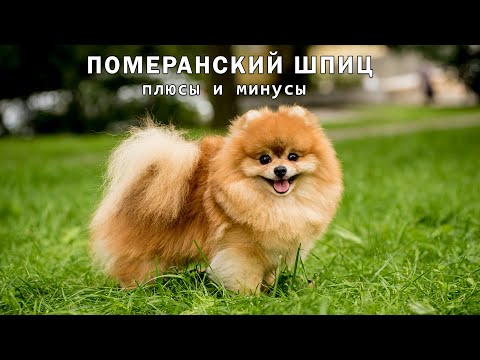 Видео: ПОМЕРАНСКИЙ ШПИЦ. Плюсы и минусы Pomeranian Spitz