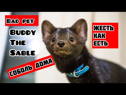 Видео: Вся правда о жизни с домашним соболем! Часть 2 The truth about life with the pet sable! Part 2