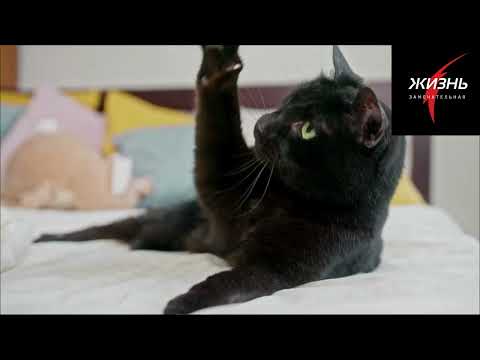Видео: ТОП 10 причин почему кошки убегают из дома
