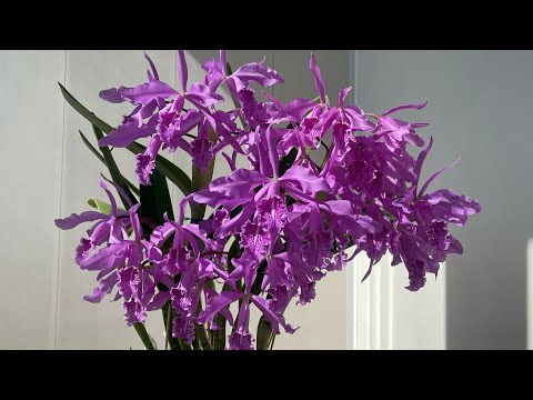 Видео: Водопад счастья от Cattleya maxima (tipo escuro x Darth Vader)