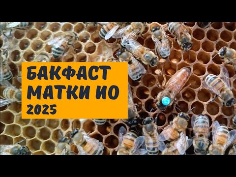 Видео: Бакфаст матки инструментального осеменения 2025