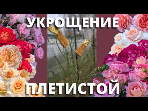 Видео: ОБРЕЗАЮ ПЛЕТИСТЫЕ РОЗЫ. Последние приготовления сада к зиме. 23 октября 2024 г.