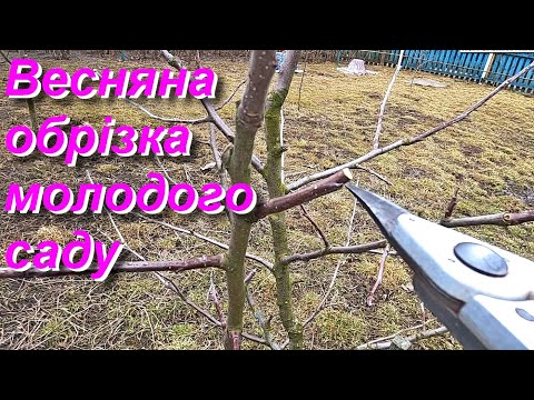 Видео: Обрізка 3-4х річних яблунь / Формування крони на початку плодоношення / Pruning apple trees