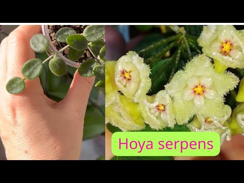 Видео: Обзор Хой ✅Как Растут и Развиваются КЛЕМЕНСИОРУМЫ