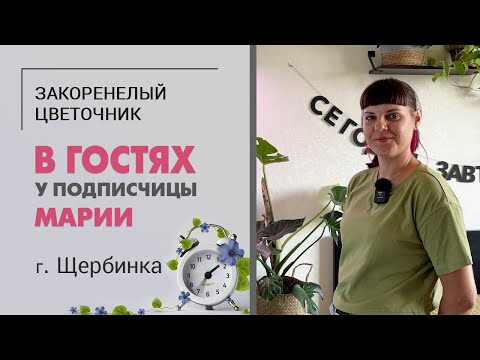 Видео: В гостях у Марии. Г. Щербинка МО. Алоказии и монстеры, хойи, церопегия, макраме, кот и сухоцветы.