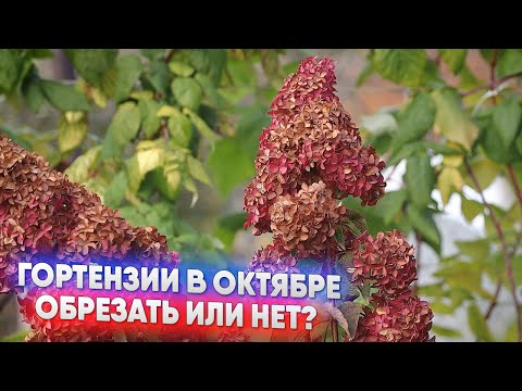 Видео: Гортензии в октябре - обрезать или нет?