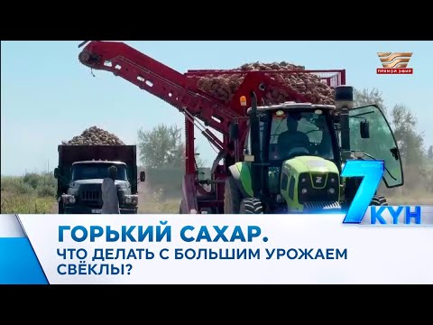 Видео: Горький сахар. Что делать с большим урожаем свёклы?