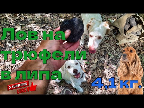 Видео: Лов на трюфели в липа