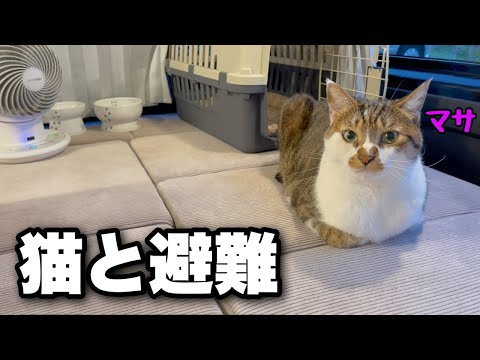 Видео: Автомобильный кемпинг с кошками. Я эвакуировался, потому что моя племянница приехала в гости.