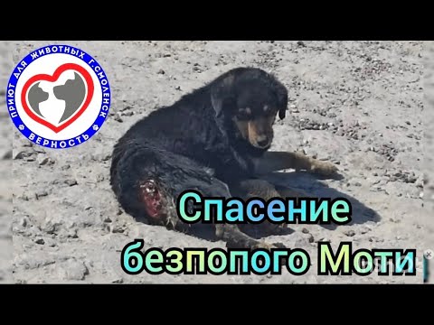 Видео: Мотя жил обычной жизнью, пока ему не ОТКУСИЛИ ХВОСТ И ПОПУ...