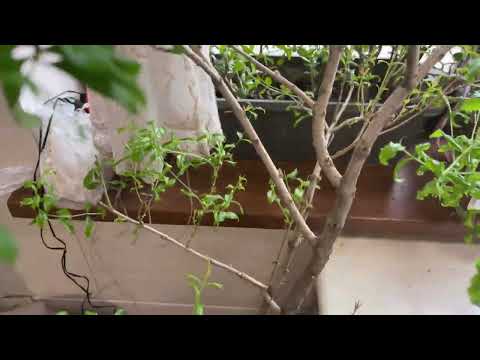 Видео: Гранат  - как комнатное растение. Весенняя обрезка граната.