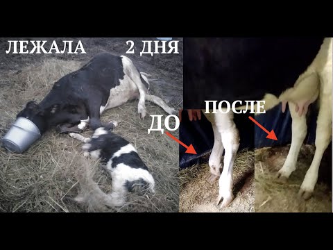 Видео: ПОДНЯЛ КОРОВУ ЛЕЖАВШУЮ 2 дня НОГИ НЕ РАЗГИБАЛИСЬ #какподнятькорову #парезукоровы