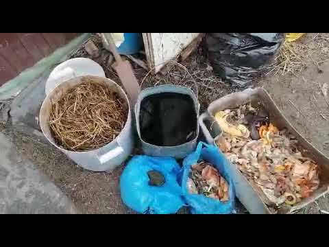 Видео: Разведение сенной палочки без затрат дома