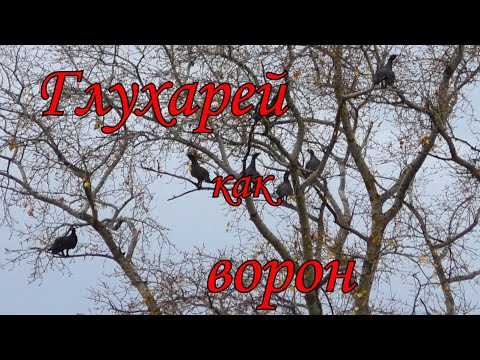 Видео: 22lr/ОХОТА В КРАЮ НЕПУГАНЫХ ГЛУХАРЕЙ