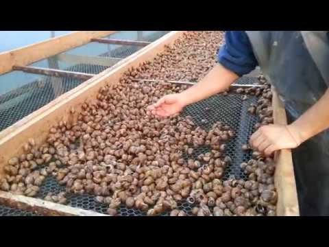 Видео: Равликова ферма. Миття равлика на фермі