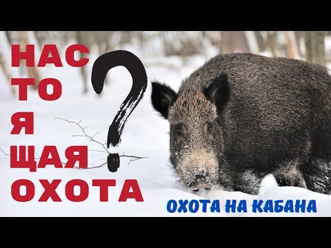 Видео: Настоящая охота? Охота на кабана.