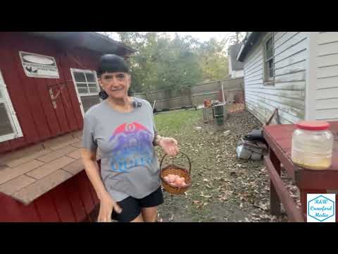 Видео: Куры и кролики на заднем дворе | Эпизод 223 | 10 Ночь яиц и яблок в RaKen