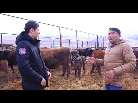 Видео: Алмасбек. Әр қазақ бай болсын. Ангусы в Казахстане. Қазақстанның ангустары.