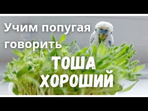 Видео: Учим попугая говорить Тоша хороший