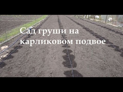 Видео: Сад груши на карликовом подвое