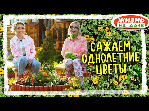Видео: Однолетники! Создаем яркую клумбу на все лето.
